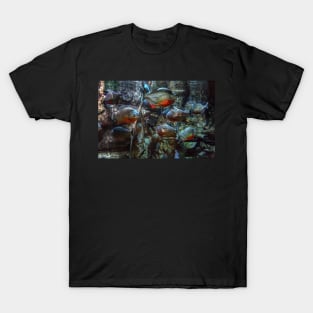 Piranhas T-Shirt